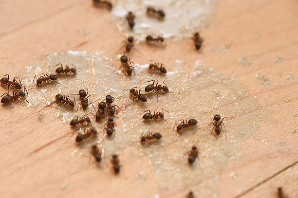 Best Pest Inspection Near Me  in Horseshoe Bend, AR