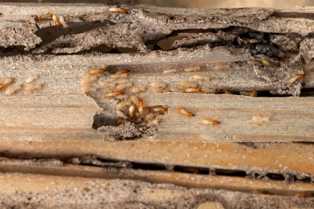 Best Insect Control  in Horseshoe Bend, AR